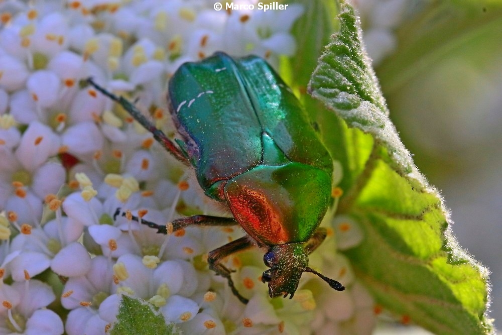 Cetonia aurata